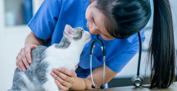 veterinária
