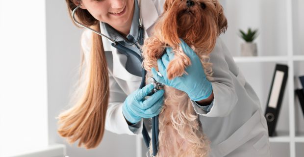 no vet
