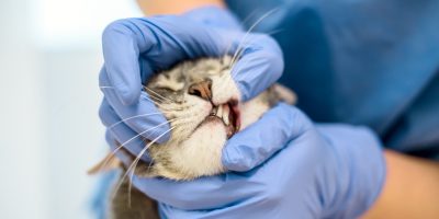 Entre alergias e inflamação, o desafio do granuloma eosinofílico felino