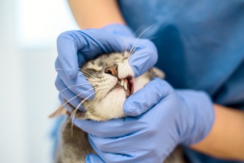 Entre alergias e inflamação, o desafio do granuloma eosinofílico felino