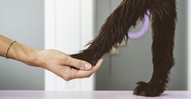 Veterinarian doctor is holding the leg of dog.