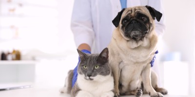 Março Amarelo Pet reforça alerta sobre doença renal crônica em cães e gatos