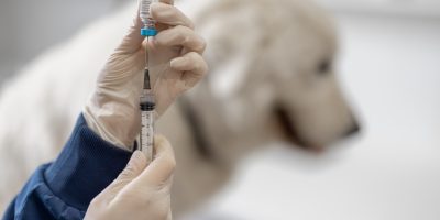 Veterinarian holding syringe with vaccine near big white dog