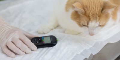 Insulinoma em cães e gatos