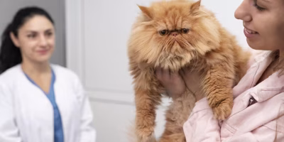 Molnupiravir passa a ser usado no Brasil no tratamento de PIF em gatos