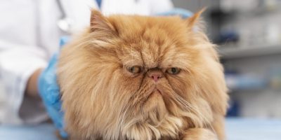 Bronquite em cães e gatos: como identificar os sinais e quando buscar atendimento veterinário