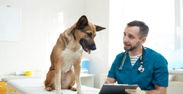 médico-veterinário