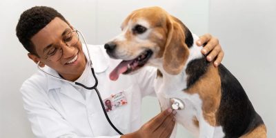 Veterinário deve ter boa formação para atender seus pacientes