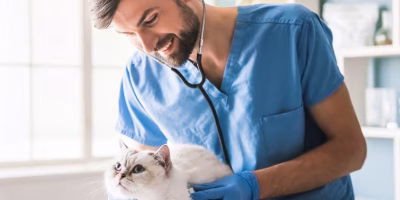Segmento pet e veterinário concentra quase 50% dos créditos do BNDES