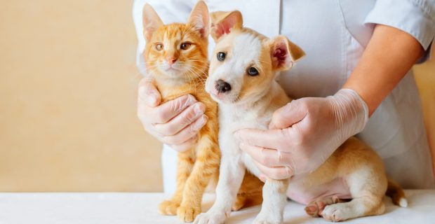 imposto de renda pet