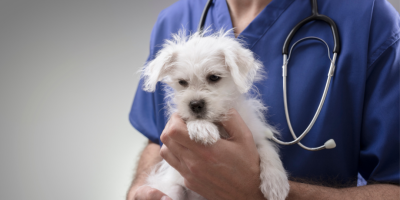 dia da medicina veterinária