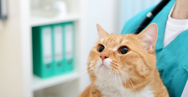 meu gato no vet