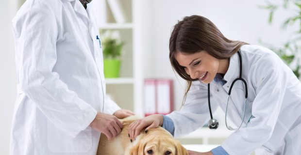 veterinario_reproducao