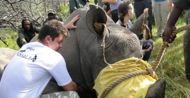 veterinarios africa
