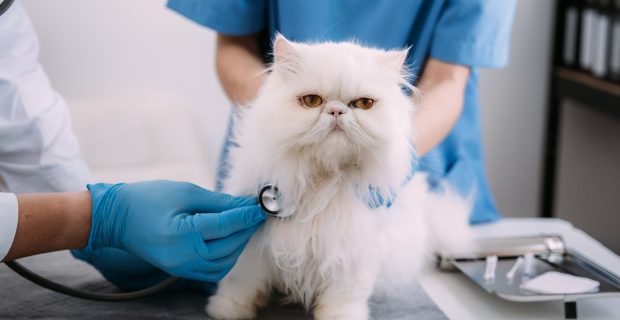 O check-up do seu pet está em dia?