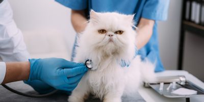 O check-up do seu pet está em dia?