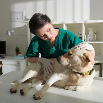 Veterinary Nurse Examining Dog