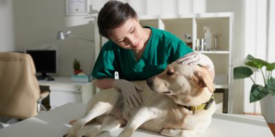 Veterinary Nurse Examining Dog