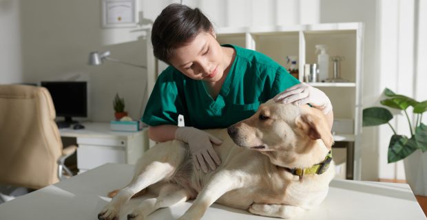 Veterinary Nurse Examining Dog