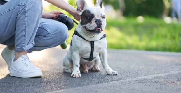 Front view of cute male french bulldog sitting on road and looking aside. Unrecognizable female owner holding pet using leash, having rest nearby in city park. Domestic animals, pets concept.