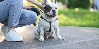 Aumento de parasitas afeta a saúde dos animais