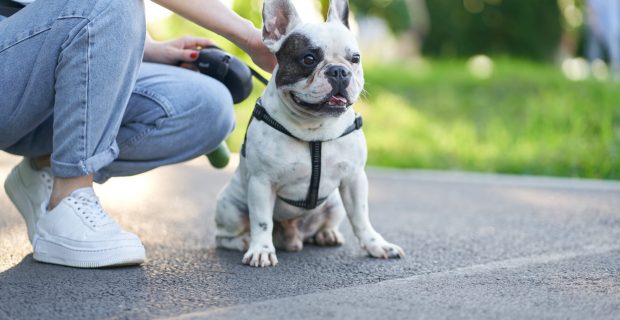 Aumento de parasitas afeta a saúde dos animais