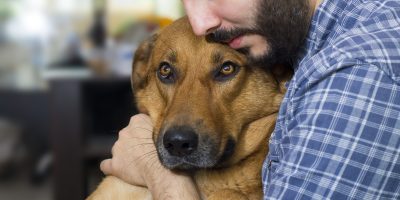 cachorro abraçado