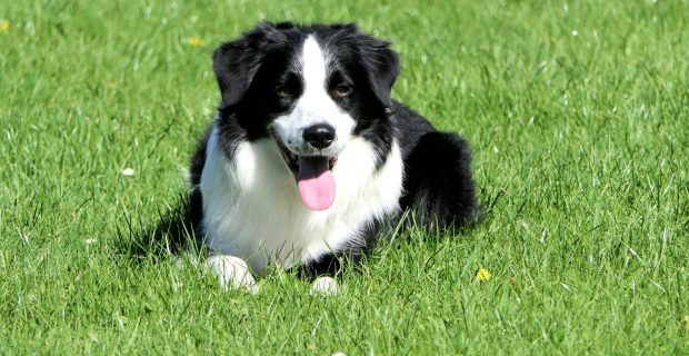 Vetoquinol introduz Cefaseptin no mercado veterinário