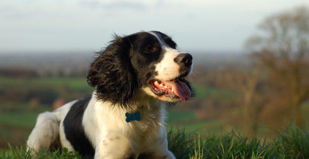 cachorro coração