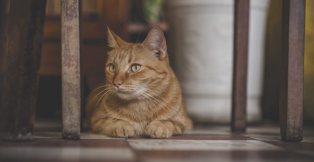 gato deitado
