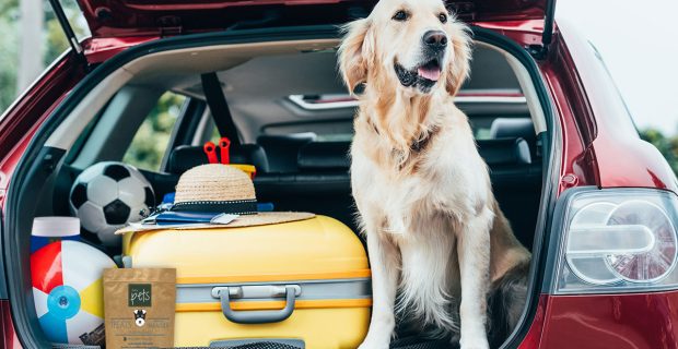 viagem-com-o-pet