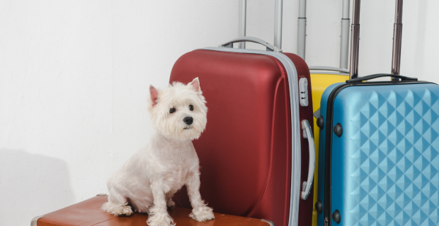 viagem com pets