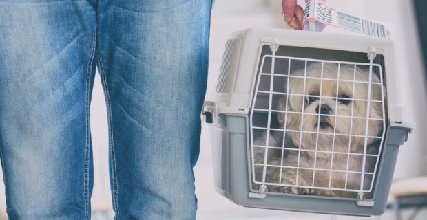 little dog in the airline cargo pet carrier at the airport after a long journey