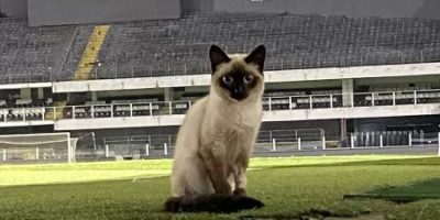 vila dos gatos