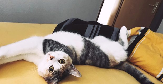 gata sofá