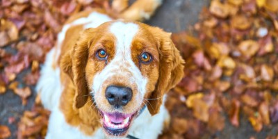 Aumento das doenças respiratórias chega junto com o outono