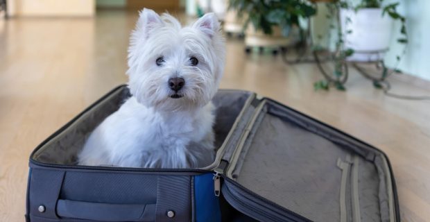 west-highland-white-terrier-senta-se-em-uma-mala-de-viagem-um-cachorro-branco-em-uma-mala
