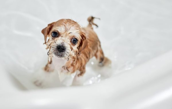 Primeiro banho do cachorro: entenda quando e como realizar
