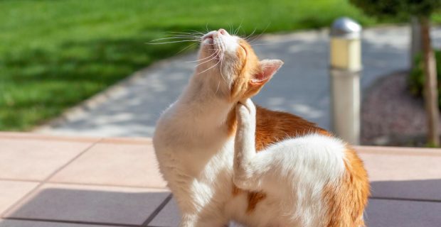 gato coçando