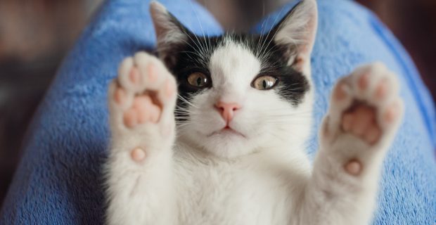 gato