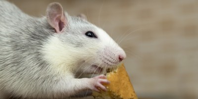 Obesidade em roedores: riscos e prevenção no manejo nutricional de pets não convencionais