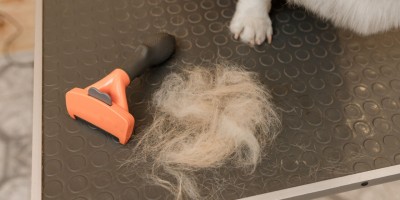 Queda de pelos em cães e gatos: quando o sinal deixa de ser normal e exige atenção veterinária