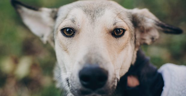 Woman petting scared dog in city street