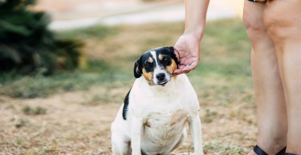 Woman stroking a small breed dog sitting in a park