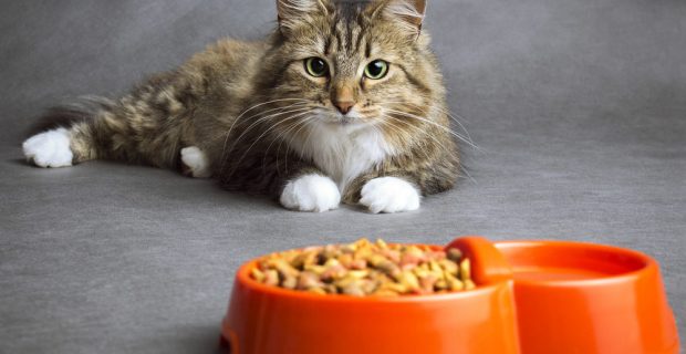 Portrait of a beautiful fluffy domestic cat that looks with interest at the bowl full of dry food on a gray background