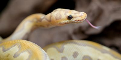 Yellow and white mixed python snake.