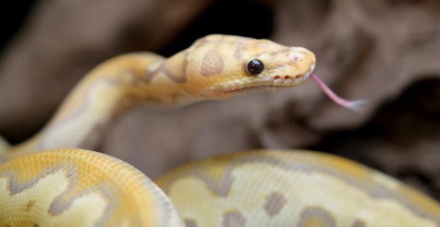 Yellow and white mixed python snake.