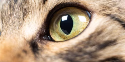 Úlcera de córnea em gatos: causas, diagnóstico e opções de tratamento