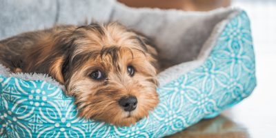 Da suspeita ao tratamento: estratégias eficazes no controle da pancreatite em pequenos animais