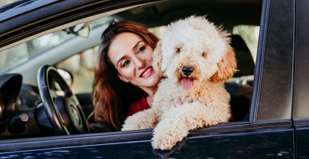 young caucasian woman with her poodle dog in a car. Travel concept. Lifestyle and pets